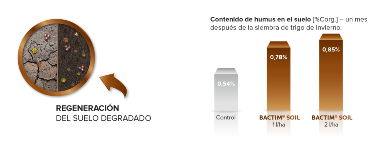 gleba w1